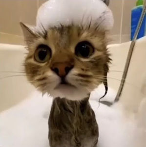 Meet your Posher, Ella